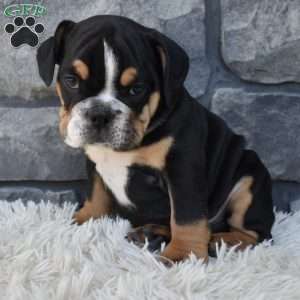 Tank, Beabull Puppy