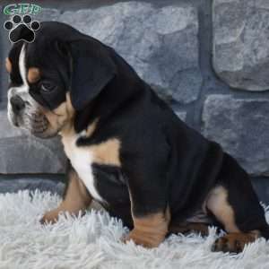 Tank, Beabull Puppy