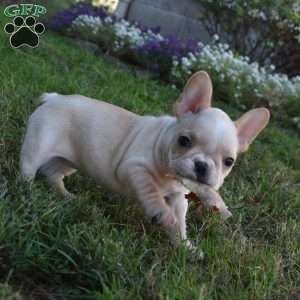 Roxy, French Bulldog Puppy