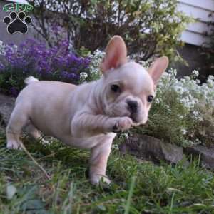 Roxy, French Bulldog Puppy