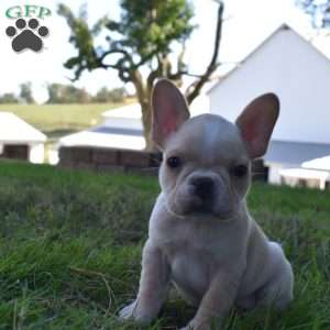 Roxy, French Bulldog Puppy