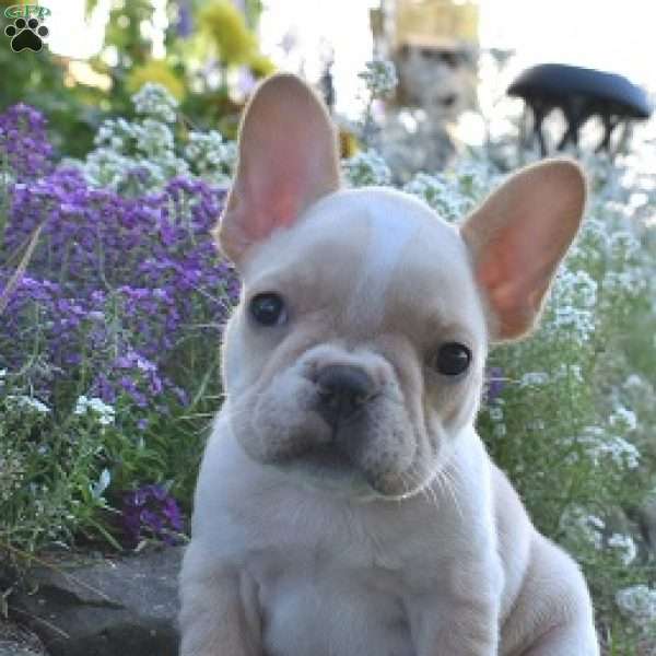 Roxy, French Bulldog Puppy