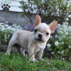 Roxy, French Bulldog Puppy