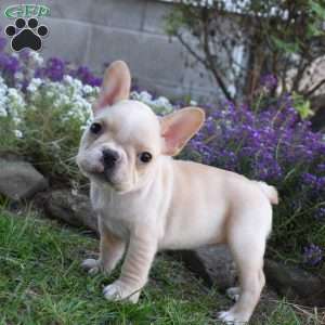 Roxy, French Bulldog Puppy