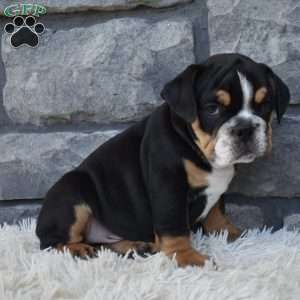Tank, Beabull Puppy