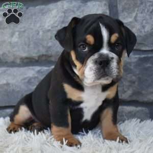 Tank, Beabull Puppy