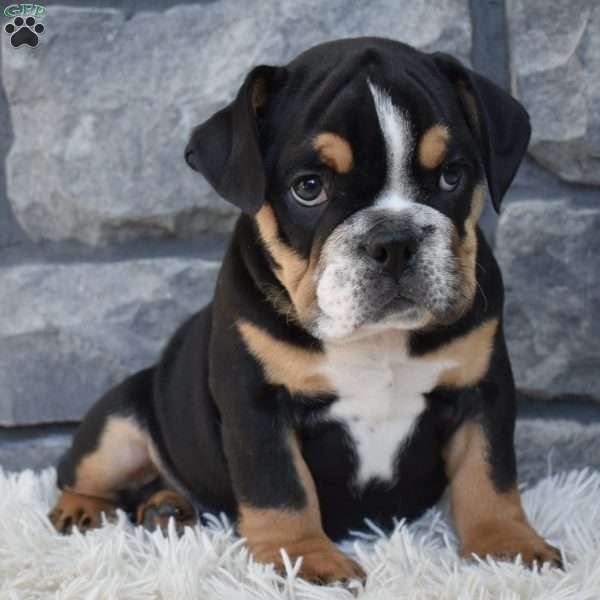 Tank, Beabull Puppy