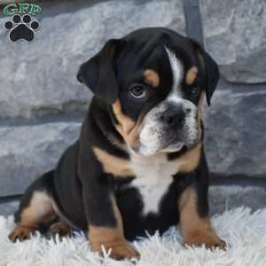 Tank, Beabull Puppy