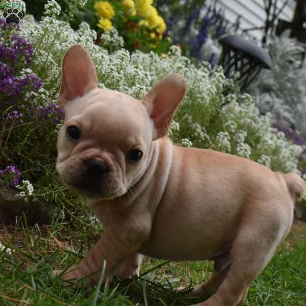 Rolex, French Bulldog Puppy