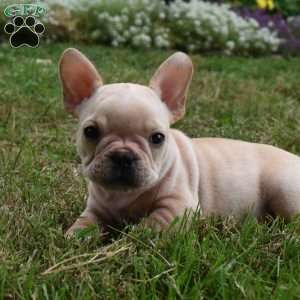 Rolex, French Bulldog Puppy