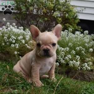 Rolex, French Bulldog Puppy