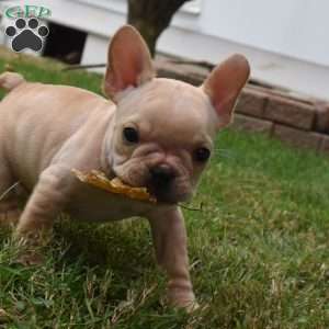 Rolex, French Bulldog Puppy