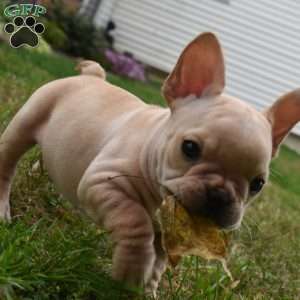 Rolex, French Bulldog Puppy