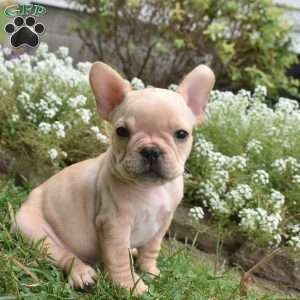 Rolex, French Bulldog Puppy