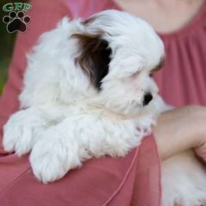 Pip, Shih-Poo Puppy