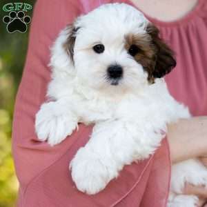 Pip, Shih-Poo Puppy