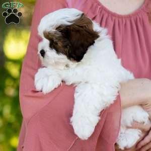 Pip, Shih-Poo Puppy