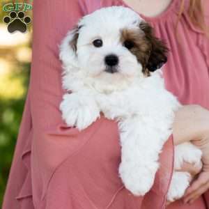 Pip, Shih-Poo Puppy