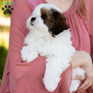 Pip, Shih-Poo Puppy