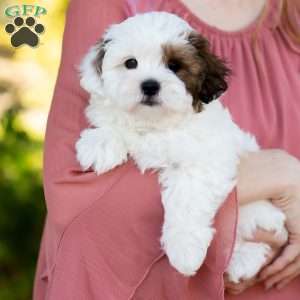 Pip, Shih-Poo Puppy