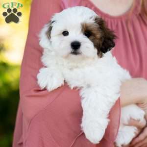 Pip, Shih-Poo Puppy