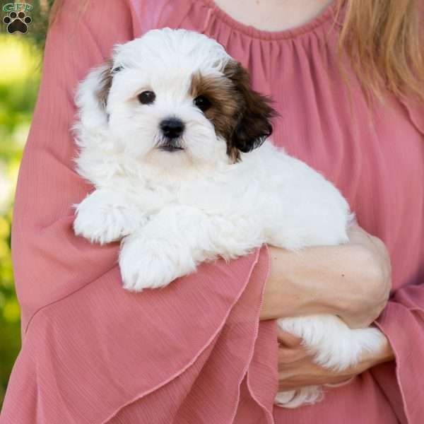 Pip, Shih-Poo Puppy