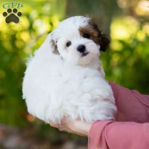 Pip, Shih-Poo Puppy