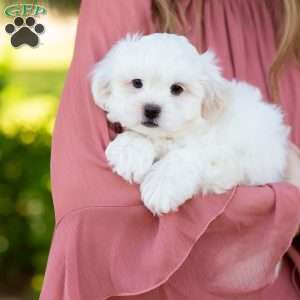 Popcorn, Shih-Poo Puppy