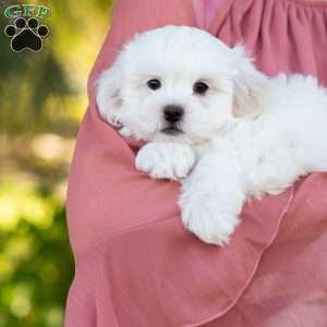 Popcorn, Shih-Poo Puppy