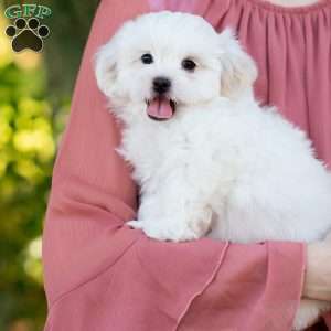 Popcorn, Shih-Poo Puppy