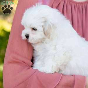 Popcorn, Shih-Poo Puppy