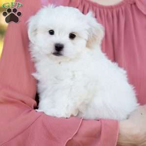 Popcorn, Shih-Poo Puppy