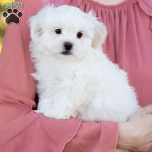 Popcorn, Shih-Poo Puppy