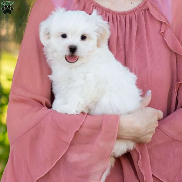 Popcorn, Shih-Poo Puppy