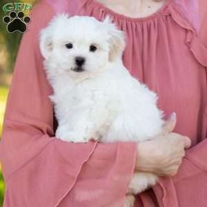 Popcorn, Shih-Poo Puppy