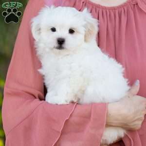 Popcorn, Shih-Poo Puppy