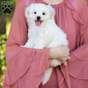 Popcorn, Shih-Poo Puppy