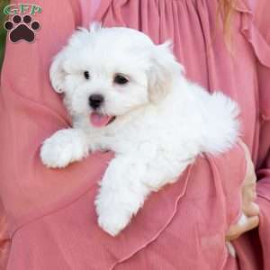 Popcorn, Shih-Poo Puppy