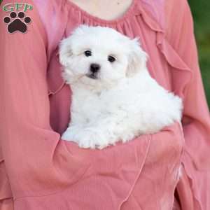 Popcorn, Shih-Poo Puppy