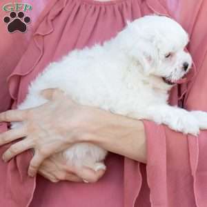 Popcorn, Shih-Poo Puppy