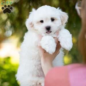 Popcorn, Shih-Poo Puppy