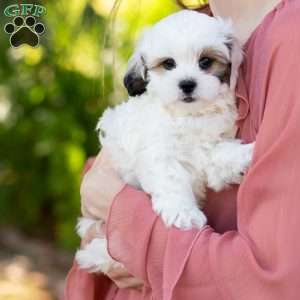 Patches, Shih-Poo Puppy