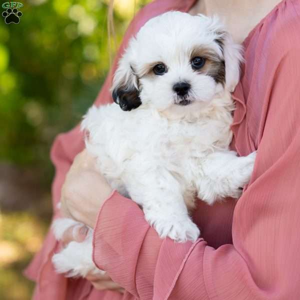 Patches, Shih-Poo Puppy