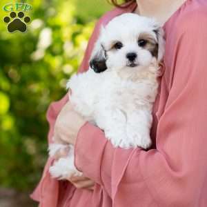 Patches, Shih-Poo Puppy