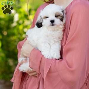 Patches, Shih-Poo Puppy