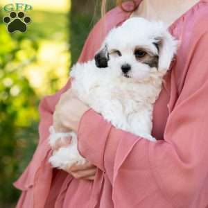 Patches, Shih-Poo Puppy