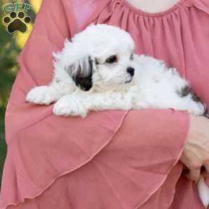 Patches, Shih-Poo Puppy
