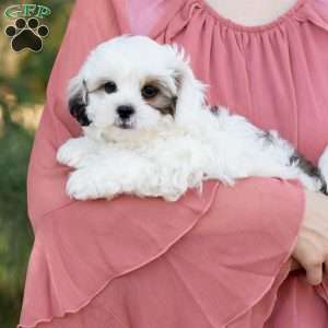 Patches, Shih-Poo Puppy