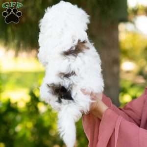 Patches, Shih-Poo Puppy