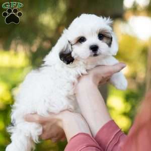 Patches, Shih-Poo Puppy